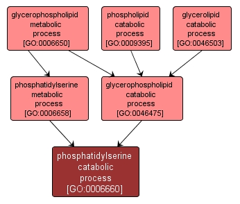 GO:0006660 - phosphatidylserine catabolic process (interactive image map)