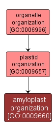GO:0009660 - amyloplast organization (interactive image map)