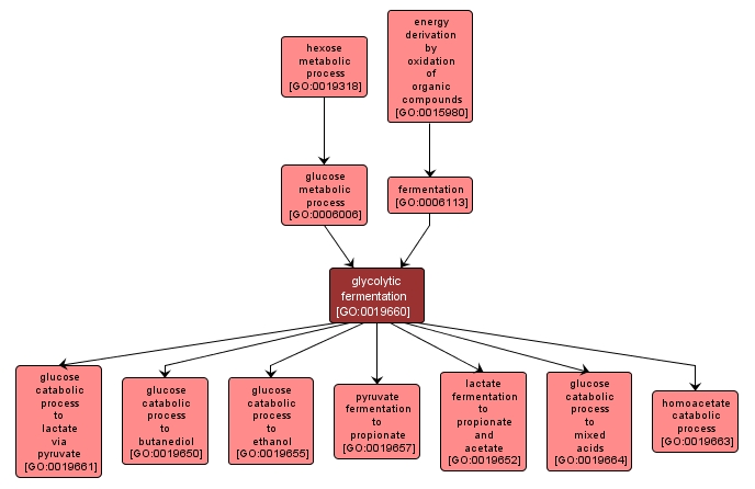 GO:0019660 - glycolytic fermentation (interactive image map)