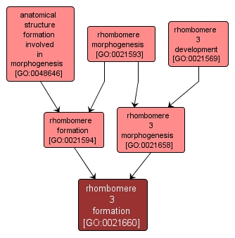 GO:0021660 - rhombomere 3 formation (interactive image map)