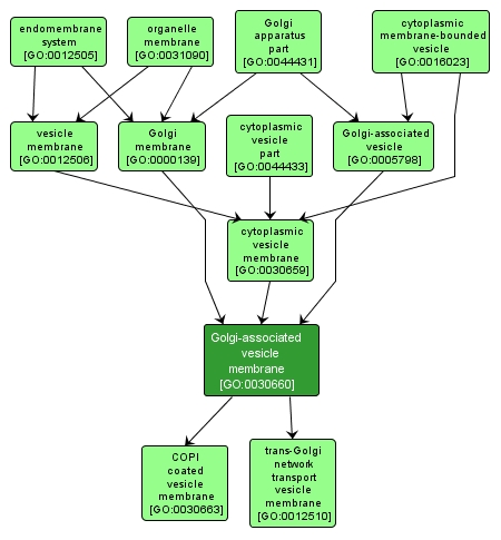 GO:0030660 - Golgi-associated vesicle membrane (interactive image map)