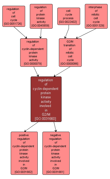 GO:0031660 - regulation of cyclin-dependent protein kinase activity involved in G2/M (interactive image map)