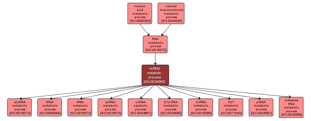 GO:0034660 - ncRNA metabolic process (interactive image map)