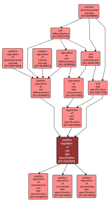 GO:0042660 - positive regulation of cell fate specification (interactive image map)