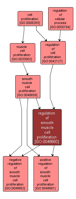 GO:0048660 - regulation of smooth muscle cell proliferation (interactive image map)