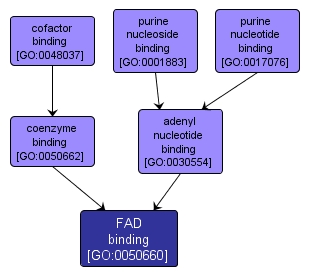 GO:0050660 - FAD binding (interactive image map)
