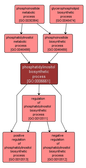 GO:0006661 - phosphatidylinositol biosynthetic process (interactive image map)