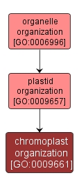 GO:0009661 - chromoplast organization (interactive image map)