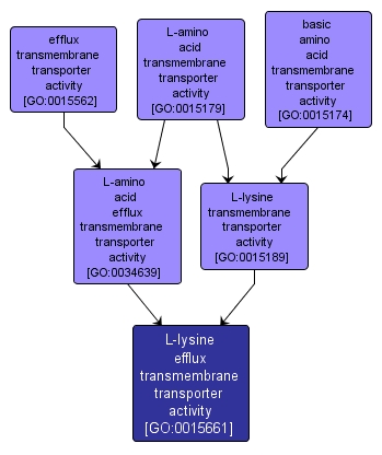 GO:0015661 - L-lysine efflux transmembrane transporter activity (interactive image map)