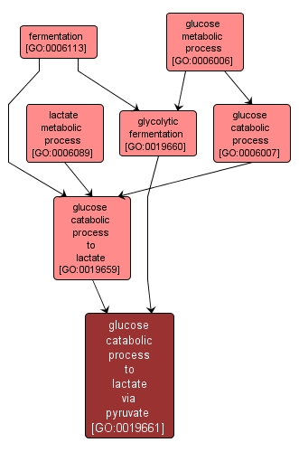 GO:0019661 - glucose catabolic process to lactate via pyruvate (interactive image map)