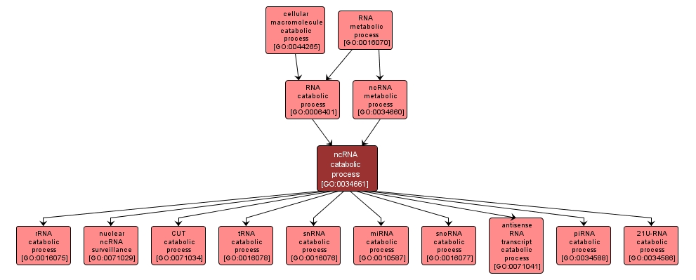 GO:0034661 - ncRNA catabolic process (interactive image map)