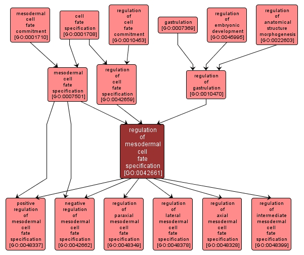 GO:0042661 - regulation of mesodermal cell fate specification (interactive image map)