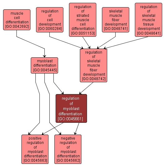 GO:0045661 - regulation of myoblast differentiation (interactive image map)