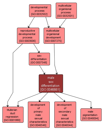 GO:0046661 - male sex differentiation (interactive image map)