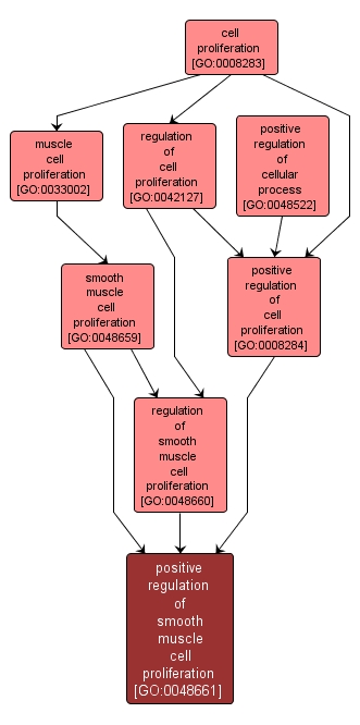 GO:0048661 - positive regulation of smooth muscle cell proliferation (interactive image map)