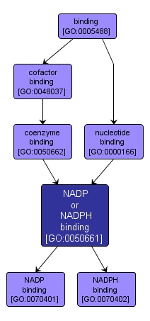 GO:0050661 - NADP or NADPH binding (interactive image map)