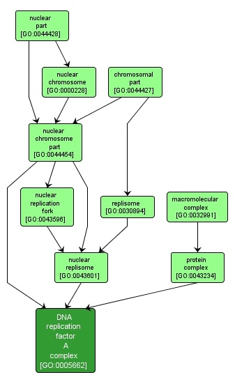 GO:0005662 - DNA replication factor A complex (interactive image map)