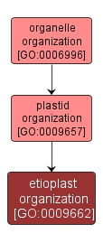 GO:0009662 - etioplast organization (interactive image map)