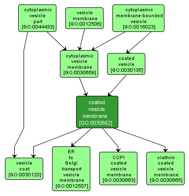 GO:0030662 - coated vesicle membrane (interactive image map)