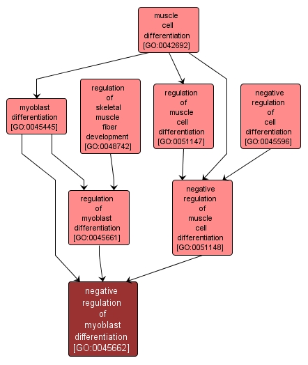 GO:0045662 - negative regulation of myoblast differentiation (interactive image map)