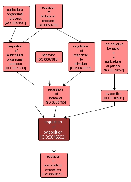 GO:0046662 - regulation of oviposition (interactive image map)