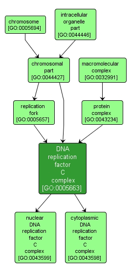 GO:0005663 - DNA replication factor C complex (interactive image map)