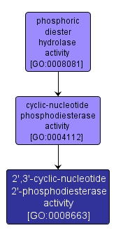 GO:0008663 - 2',3'-cyclic-nucleotide 2'-phosphodiesterase activity (interactive image map)