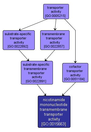 GO:0015663 - nicotinamide mononucleotide transmembrane transporter activity (interactive image map)