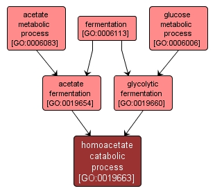 GO:0019663 - homoacetate catabolic process (interactive image map)