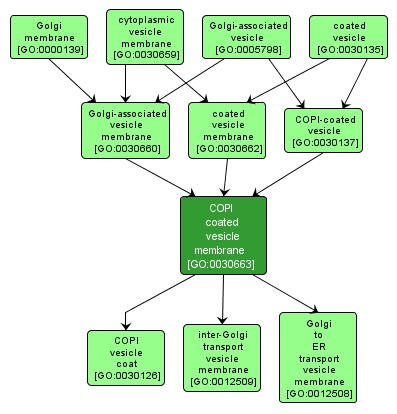 GO:0030663 - COPI coated vesicle membrane (interactive image map)