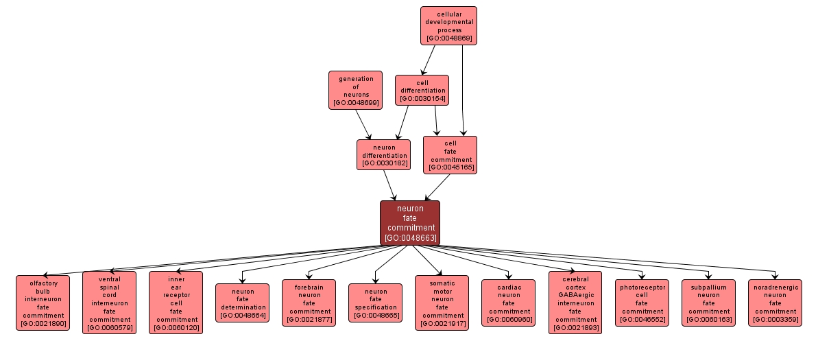 GO:0048663 - neuron fate commitment (interactive image map)