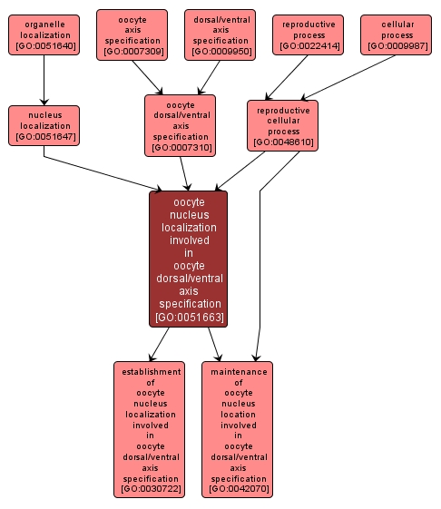 GO:0051663 - oocyte nucleus localization involved in oocyte dorsal/ventral axis specification (interactive image map)