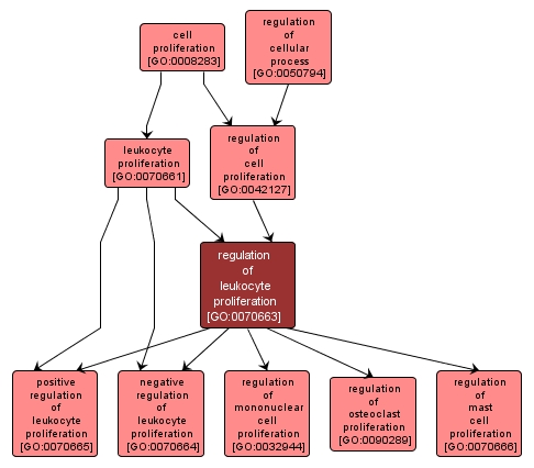 GO:0070663 - regulation of leukocyte proliferation (interactive image map)