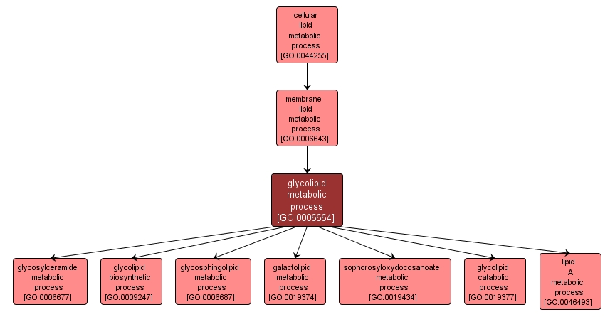 GO:0006664 - glycolipid metabolic process (interactive image map)