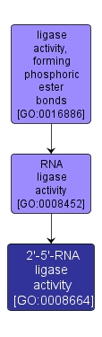 GO:0008664 - 2'-5'-RNA ligase activity (interactive image map)
