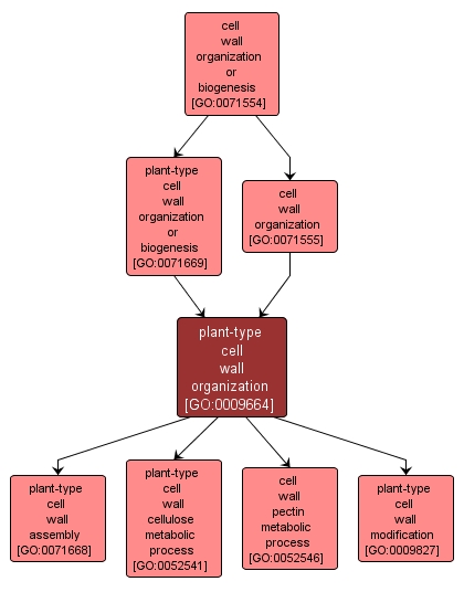 GO:0009664 - plant-type cell wall organization (interactive image map)