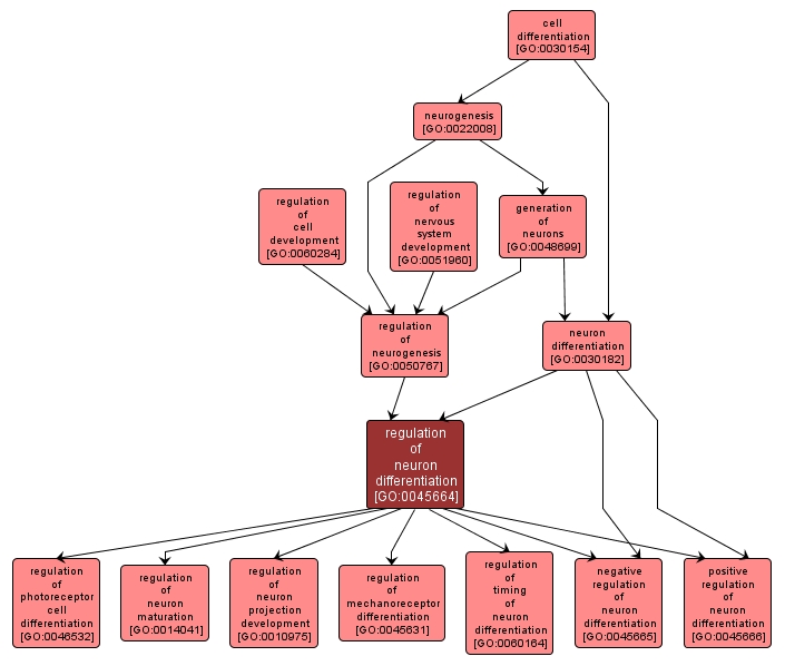 GO:0045664 - regulation of neuron differentiation (interactive image map)