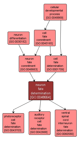 GO:0048664 - neuron fate determination (interactive image map)