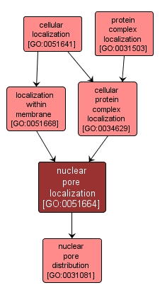 GO:0051664 - nuclear pore localization (interactive image map)