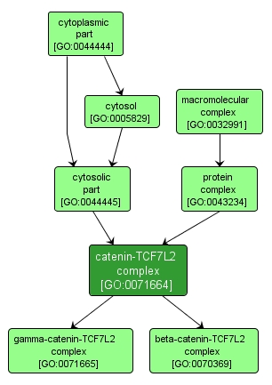 GO:0071664 - catenin-TCF7L2 complex (interactive image map)