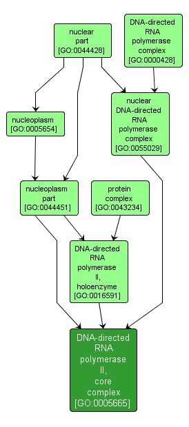 GO:0005665 - DNA-directed RNA polymerase II, core complex (interactive image map)