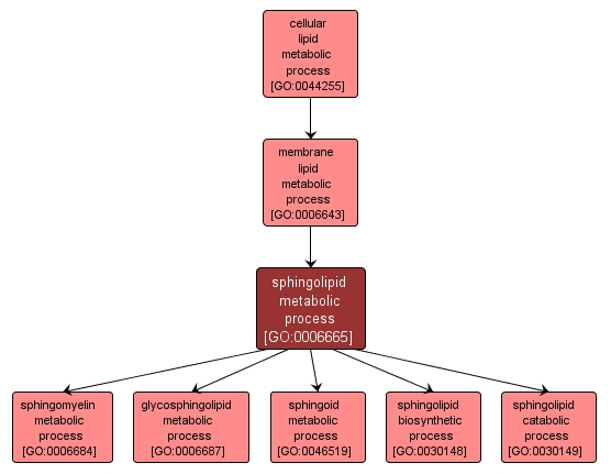 GO:0006665 - sphingolipid metabolic process (interactive image map)