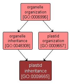 GO:0009665 - plastid inheritance (interactive image map)