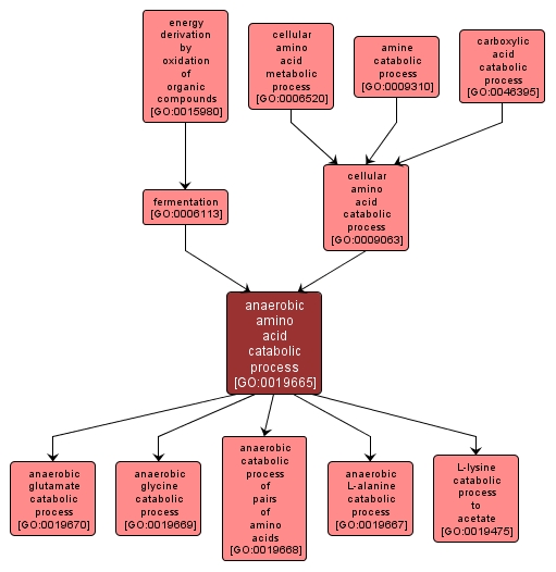GO:0019665 - anaerobic amino acid catabolic process (interactive image map)