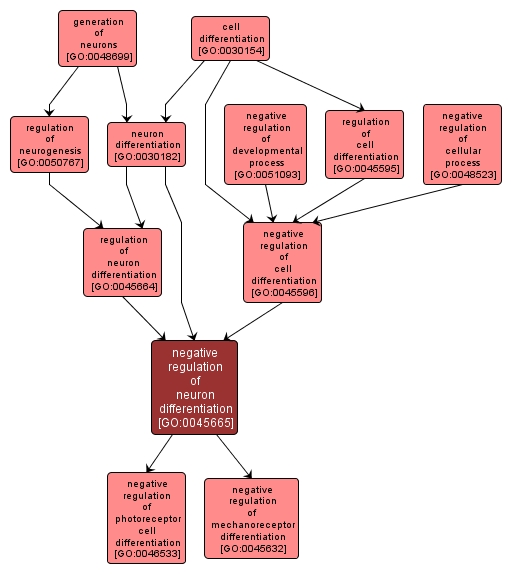 GO:0045665 - negative regulation of neuron differentiation (interactive image map)