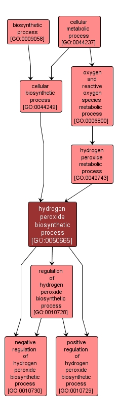 GO:0050665 - hydrogen peroxide biosynthetic process (interactive image map)