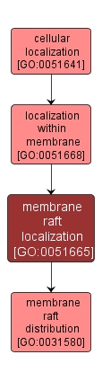 GO:0051665 - membrane raft localization (interactive image map)