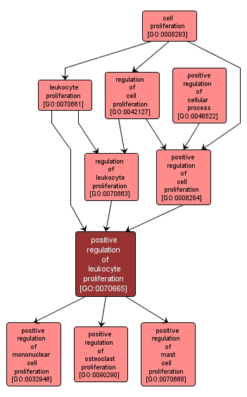 GO:0070665 - positive regulation of leukocyte proliferation (interactive image map)