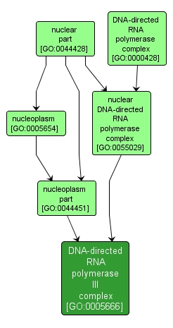 GO:0005666 - DNA-directed RNA polymerase III complex (interactive image map)