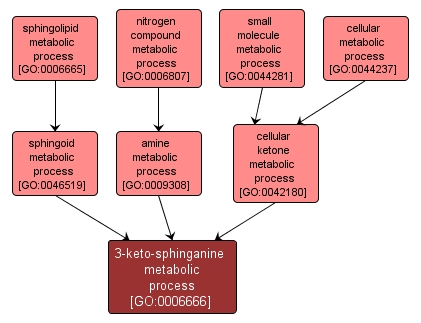GO:0006666 - 3-keto-sphinganine metabolic process (interactive image map)